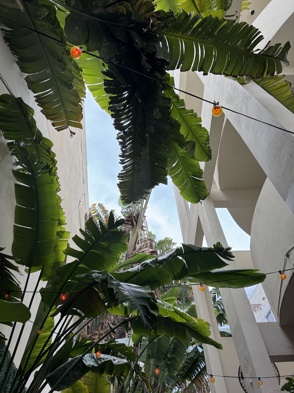 Kava Garden South of Fifth photo 7