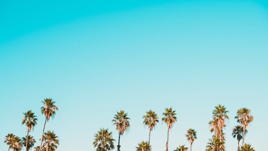 Kava Culture Kava Bar photo 2