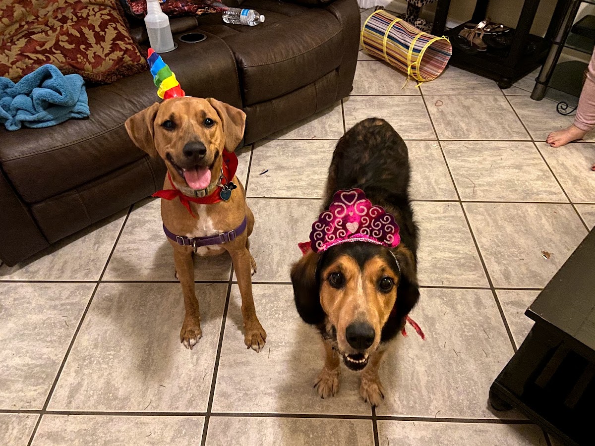 Mai Kai Kava Bar photo 6