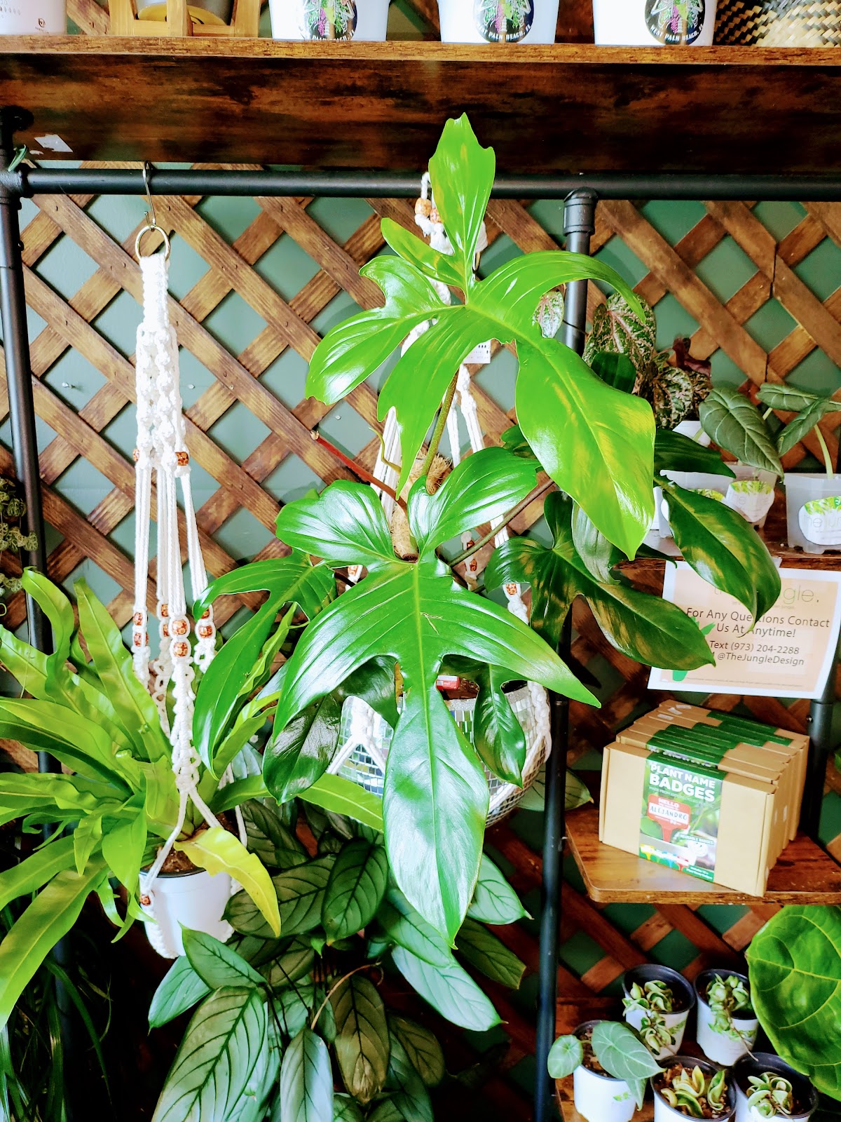 Hideout Kava and Tea Clematis photo 3