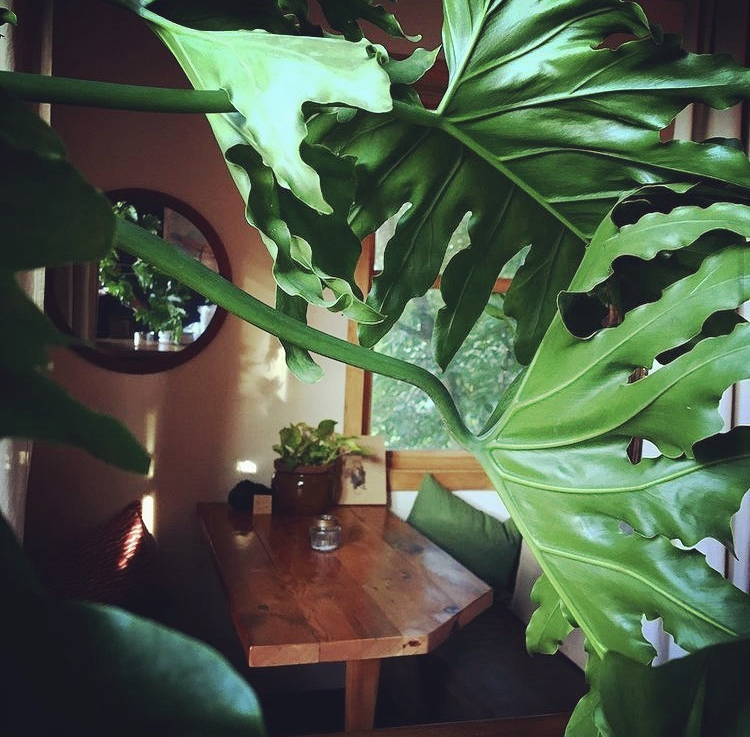 Nalu Kava Lounge Tea House