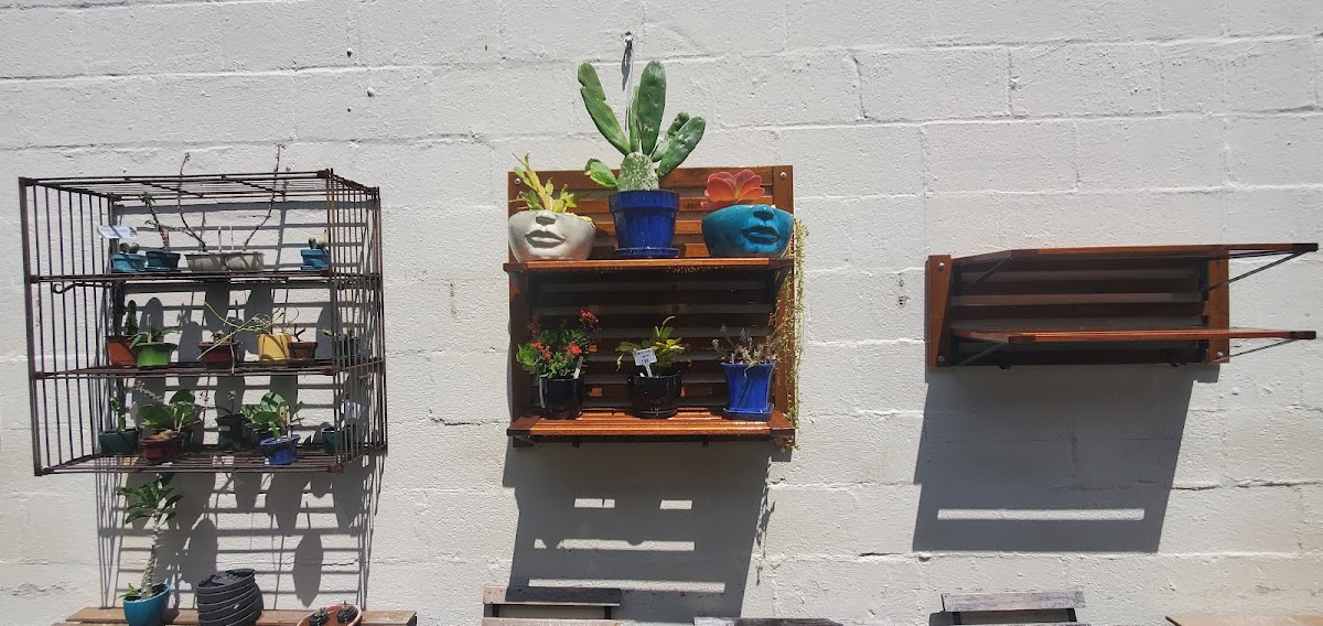 Euphorbia Kava Bar photo 2