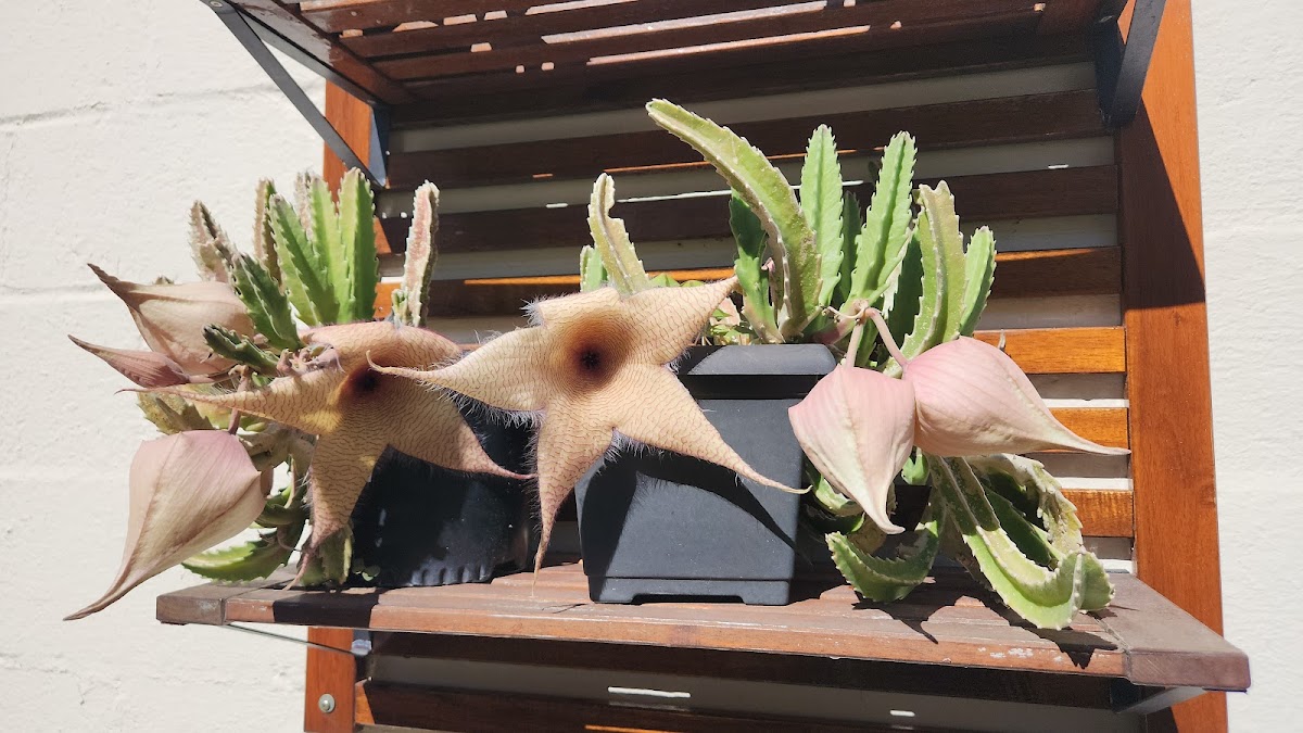 Euphorbia Kava Bar photo 1