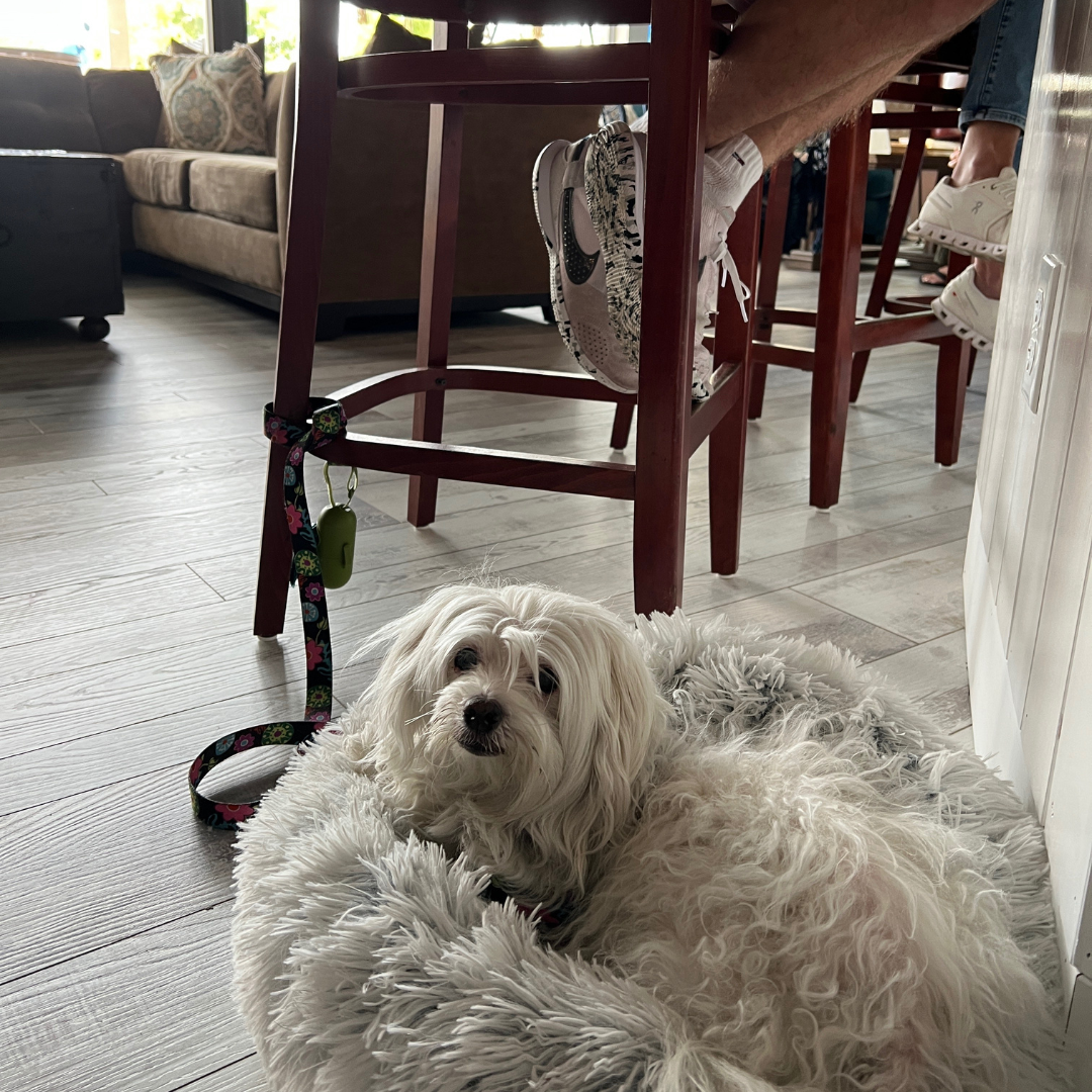 Kava Culture Kava Bar photo 1