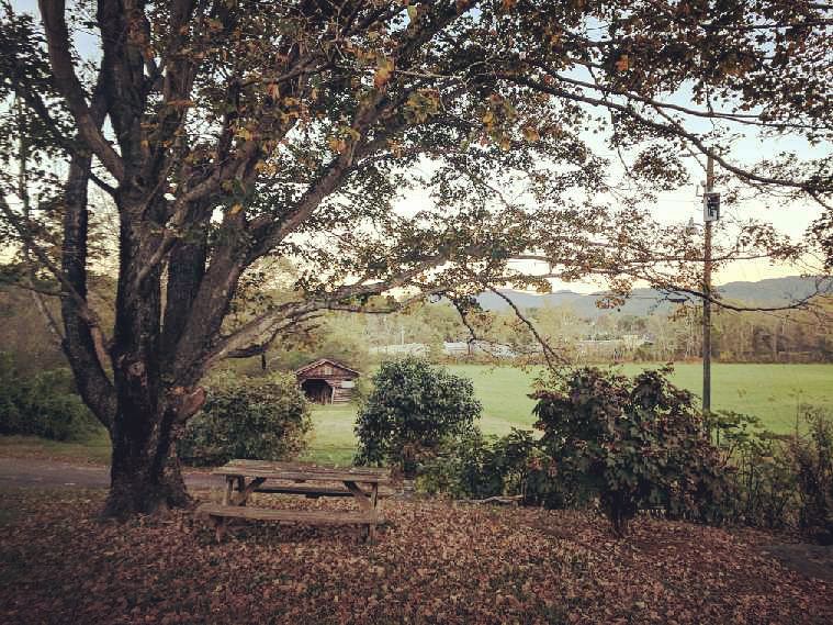 Vintage Kava photo 2