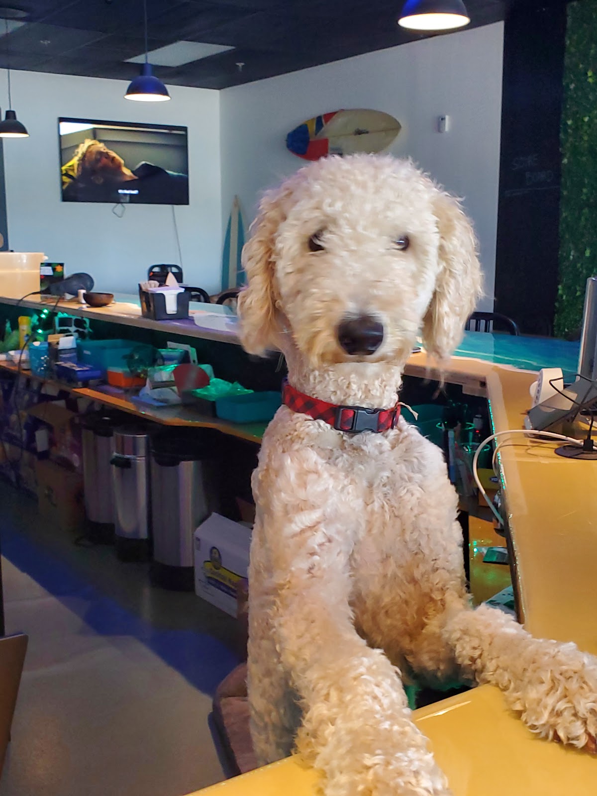 Island Vibes Kava Bar photo 3