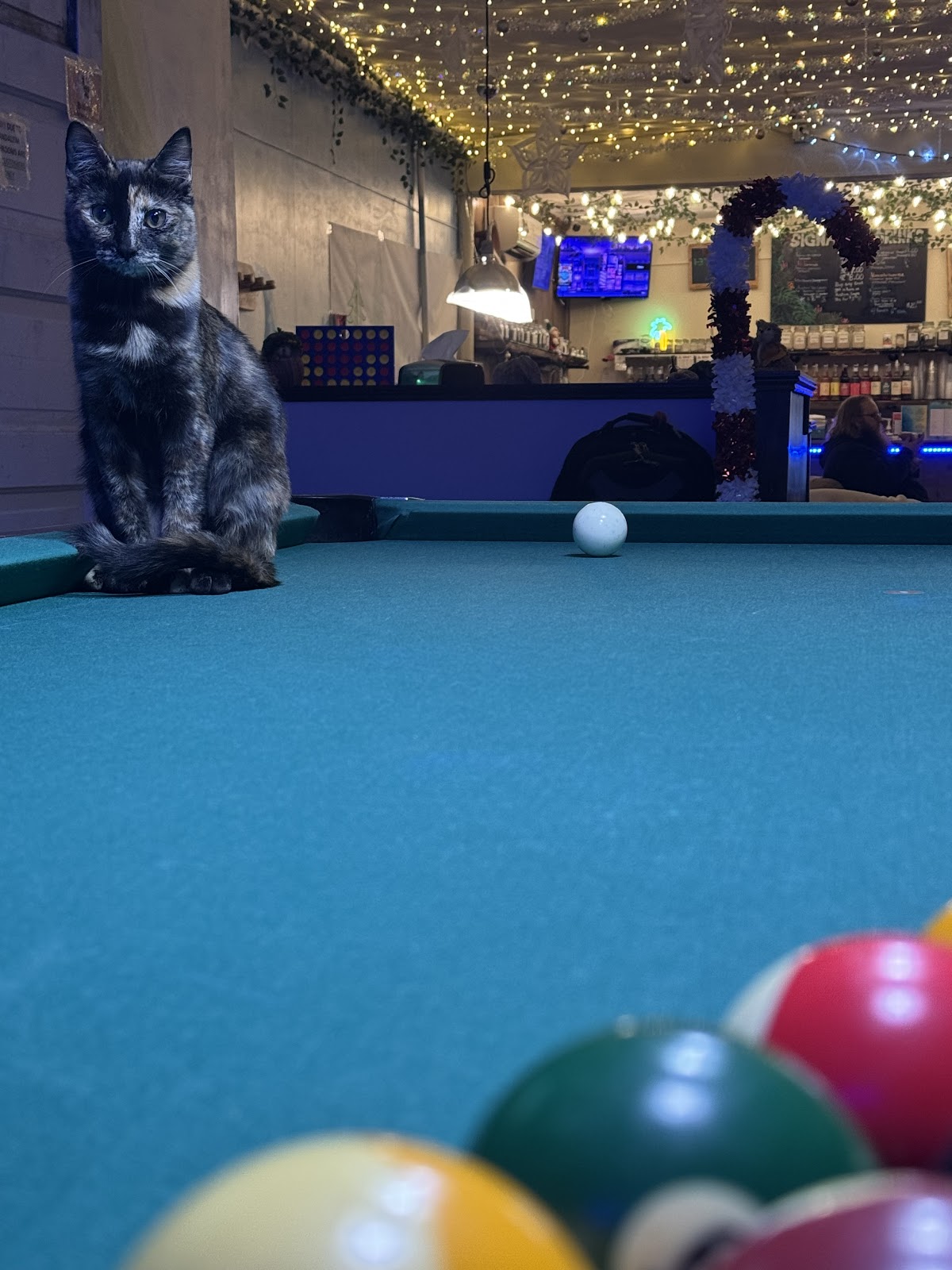 Living Herbal Kava & Tea Bar photo 2